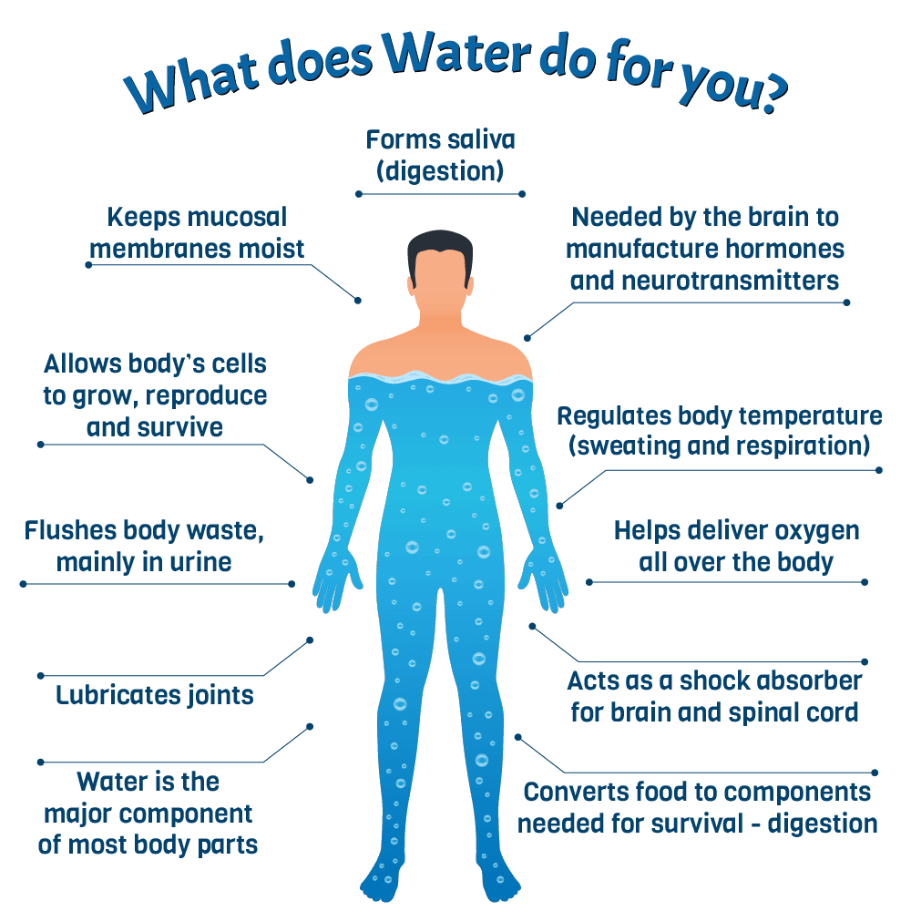 Water and Our Bodies